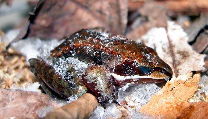 Tiny Wood Frogs Survive Winter By Partially Freezing Their Bodies Kids News  Article