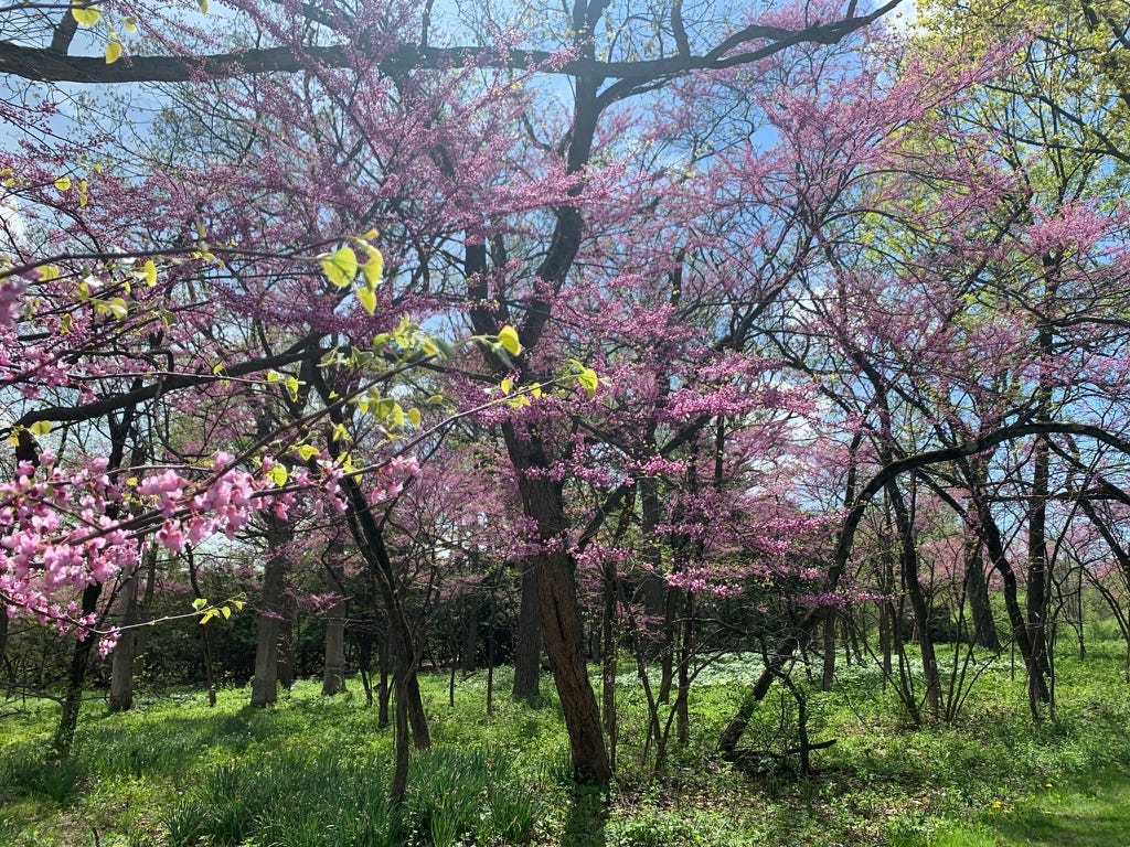 Redbud trees in a woody area covered in bright pink and purple flowers.