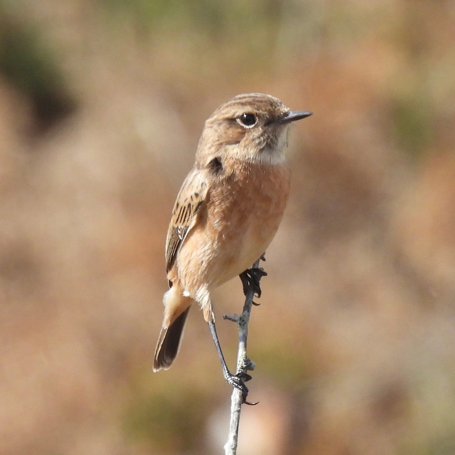 A Stonechat perching on a vertical twig, its feet grasping at the sides of the twig. The bird has a peachy-coloured breast and mid-brown head and back. The background is blurred foliage in autumn colours.