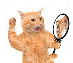 Cat Looking Into The Mirror And Seeing A Reflection Of A Lion. Stock Photo,  Picture And Royalty Free Image. Image 46006438.