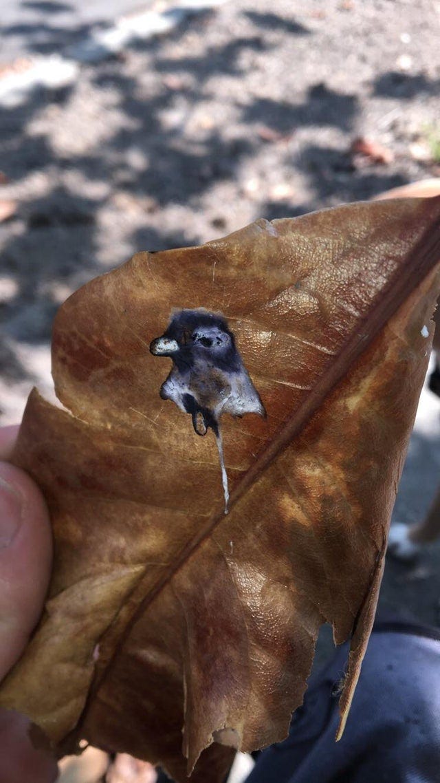 r/nevertellmetheodds - Pigeon poops portrait of itself on a leaf