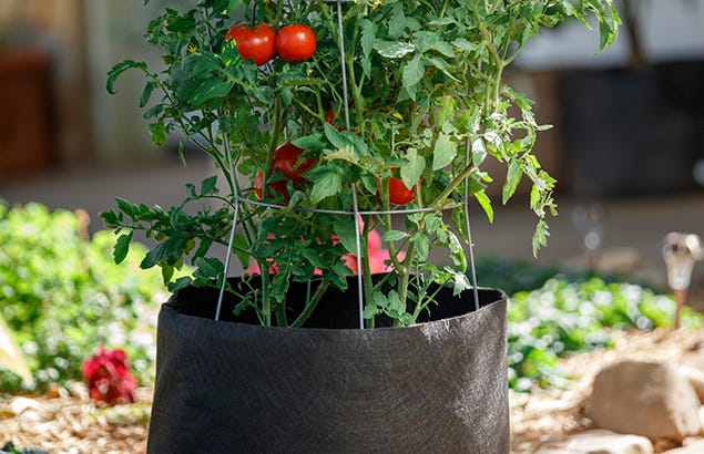tomato plant in smart pot