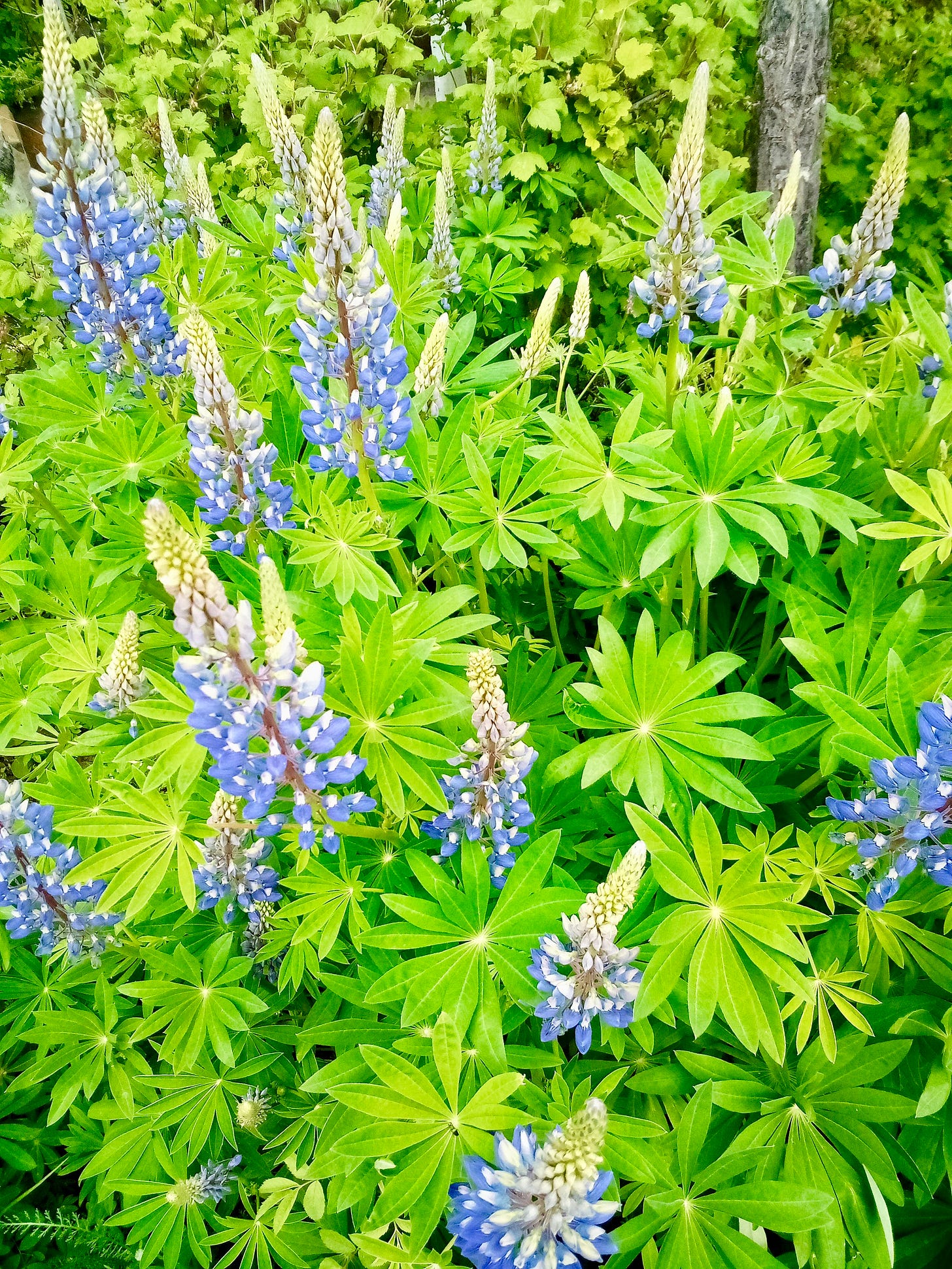 Field of blue lupine