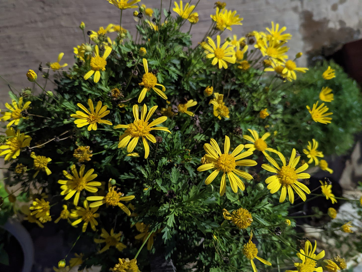 Pretty Yellow Flowers