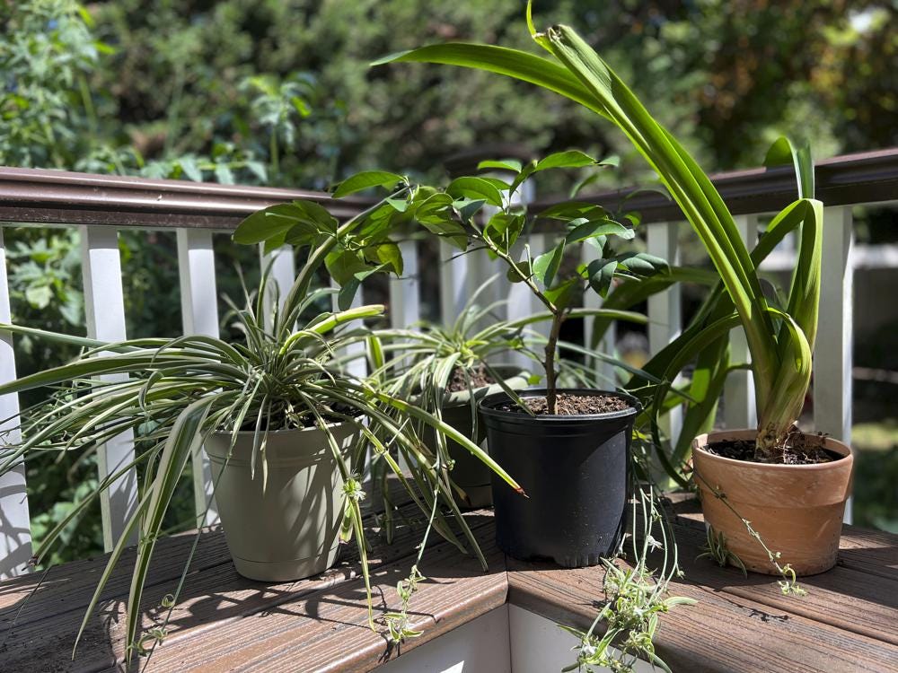 This Aug. 31, 2022, image provided by Jessica Damiano shows houseplants vacationing outdoors over summer. They will need to undergo a gradual transition back into the home to avoid shock. (Jessica Damiano via AP)
