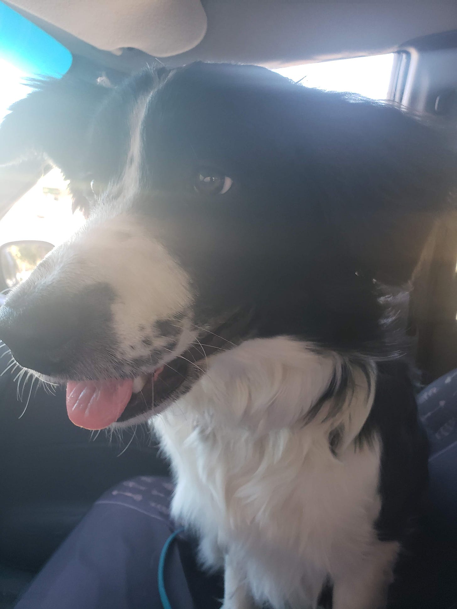 A smiling seven month old Border Collie with a freckley face sits in the passenger seat of a van.