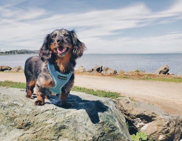 Yoshi, who belongs to loyal reader Summer, prefers to do his reflection by the sea. Want your pet to appear in The Highlighter? hltr.co/pets 