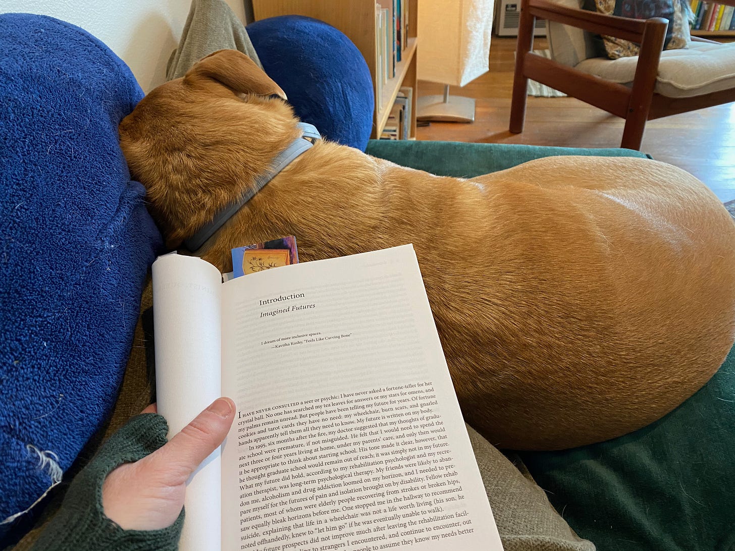  A golden brown dog lying on a green chaise, facing away from the camera. Her head rests on top of my legs, which are covered in a gray blanket. My hand holds an open book on my lap.