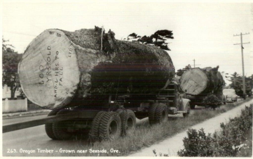 vintage postcard oregon timber near seaside oregon