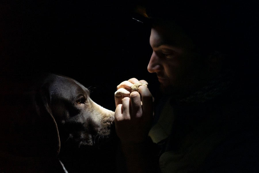 A person kneels close to his dog, holding a truffle lit by his headlamp.