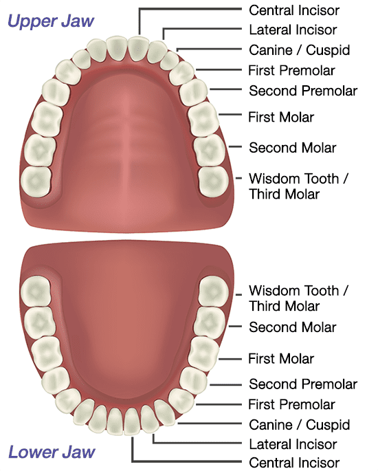 Tooth Anatomy - Gosford, Experienced Dentists: VC Dental