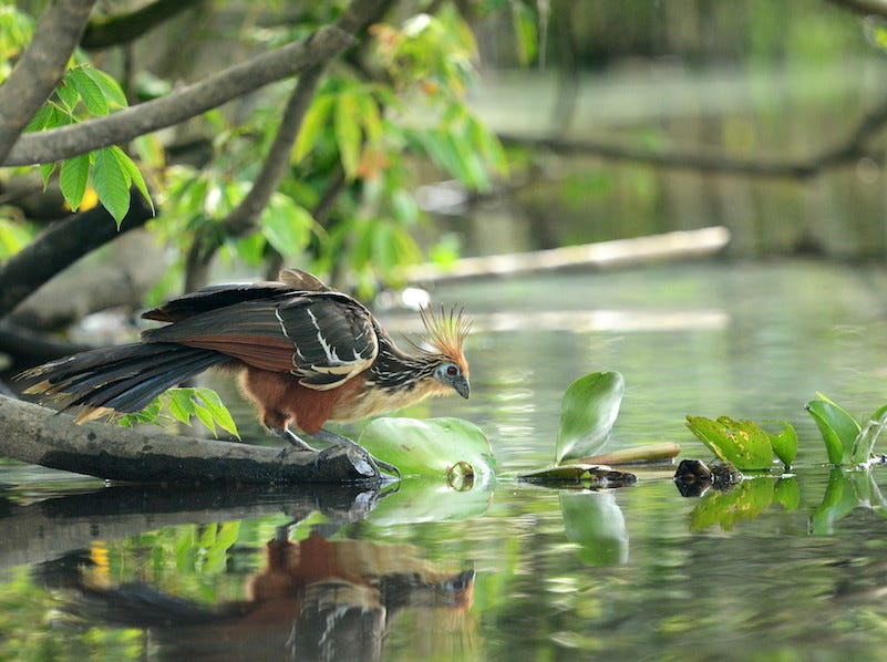 Hoatzin! | BirdNote