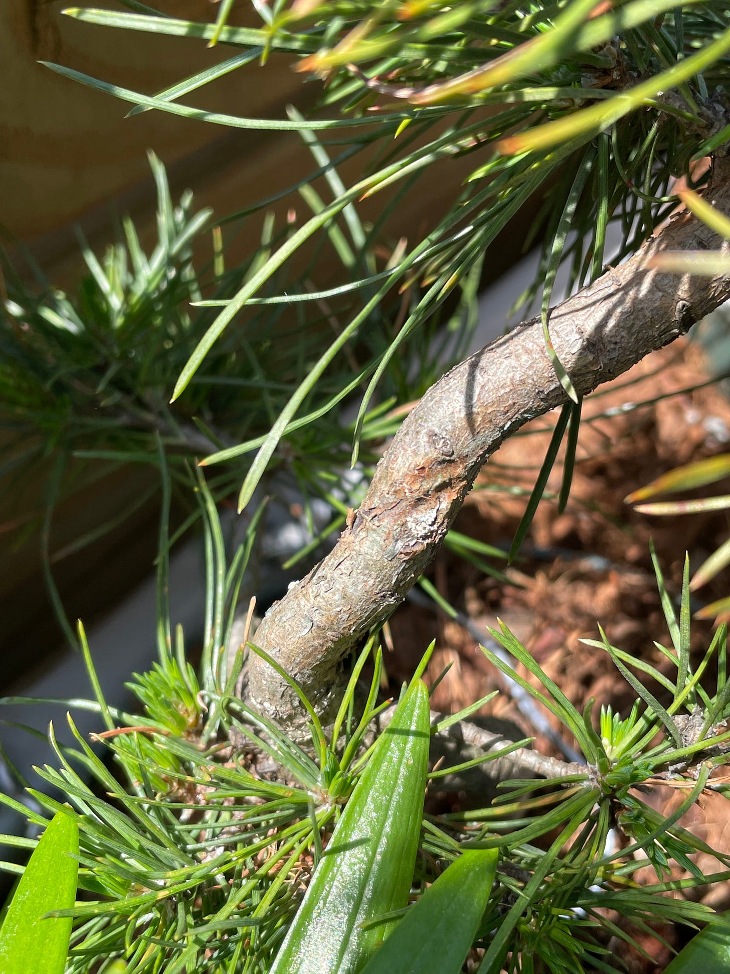ID: Photo of a Scots pine pre bonsai branch with wire scarring.