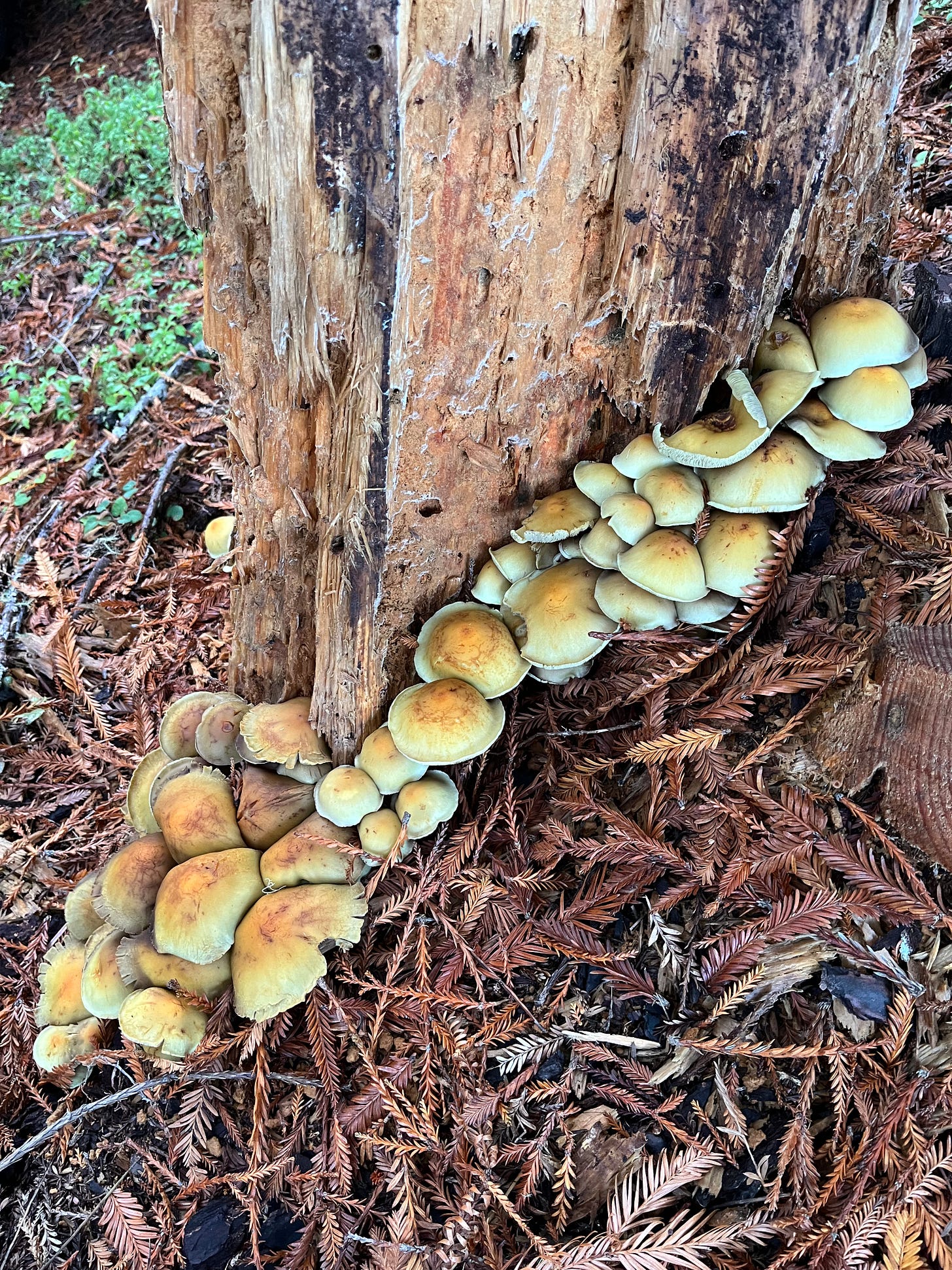 Suffer tuft mushrooms growing around a dead stump