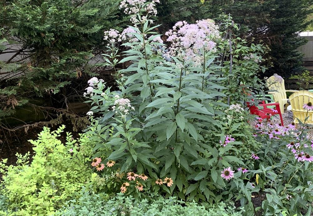In this photo provided by Jessica Damiano, native Joe Pye weed grows alongside native coneflowers and nonnative spirea and catmint. (Jessica Damiano via AP)