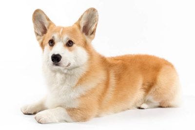 Image result for akc pembroke welsh corgi