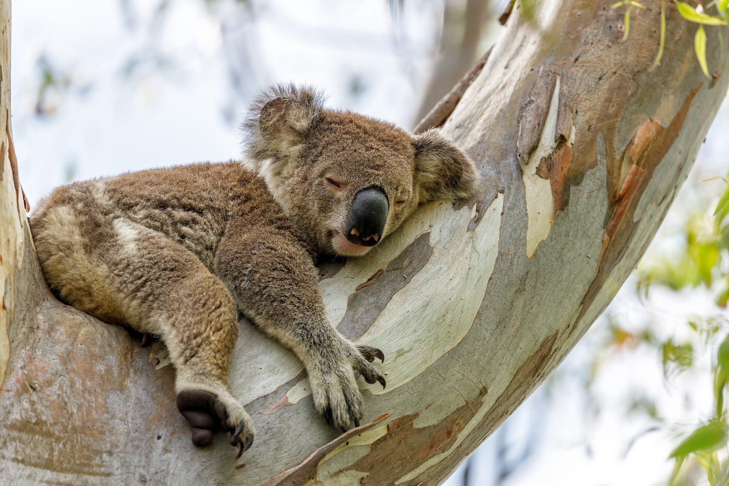 koala bear sleeping in a tree limb