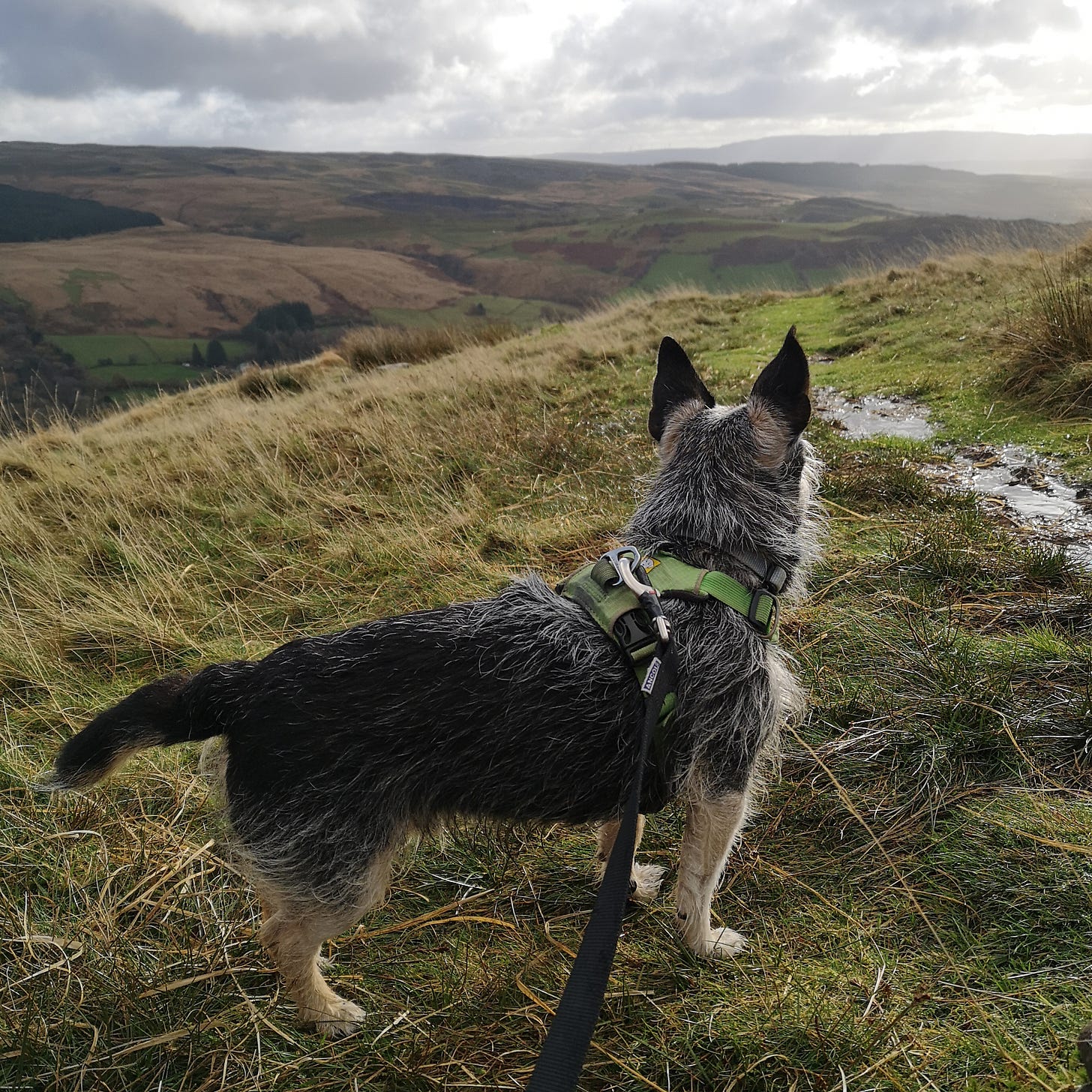 Image description: Jack, a scruffy black and tan terrier stands atop a grassy slope surveyin the valley below. The sky is grey and cloudy.
