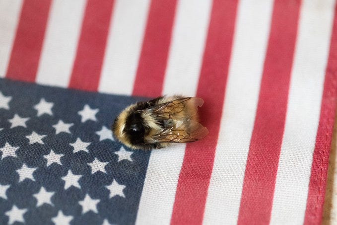 Image bee on American flag background.