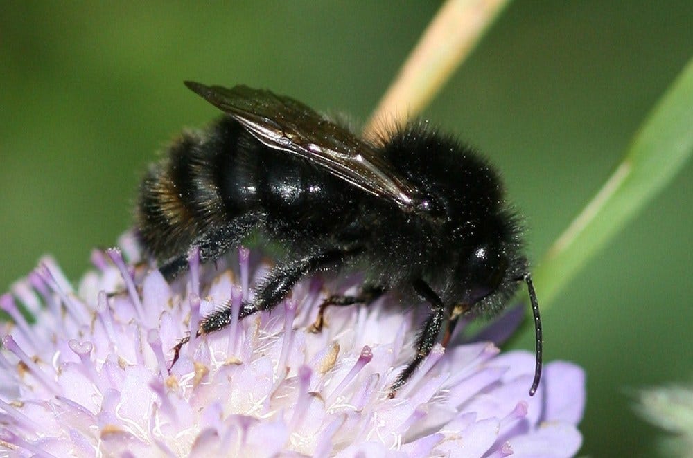 Image of black bee on purple flower.