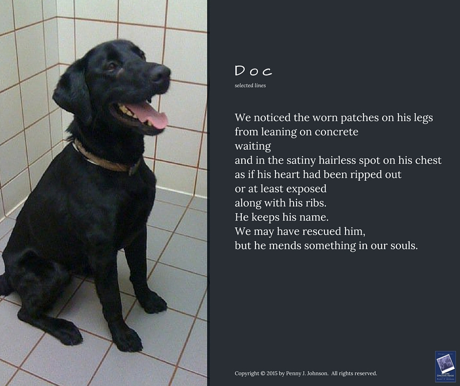 Doc(2010-2016)He tossed his toyunder the Humane Society kennelurging play from anyone—us—who passed by his jail.He didn’t knowwe’d been watching him,curious after reading his online bio,seeing beyond the foreclosure of a