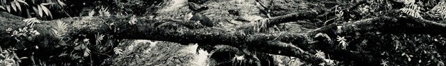 Tree fallen across stream. Black and white image