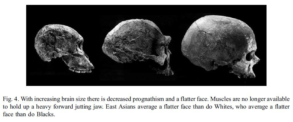 Brain size, IQ, and racial-group differences - Evidence from musculoskeletal traits (Figure 4)