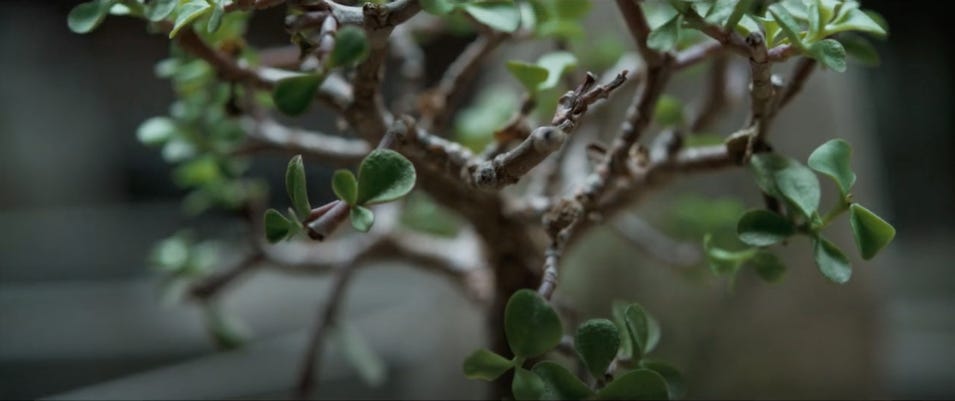 Image description: Close up of portulacaria afra bonsai tree in the ecological testing station. End image description.