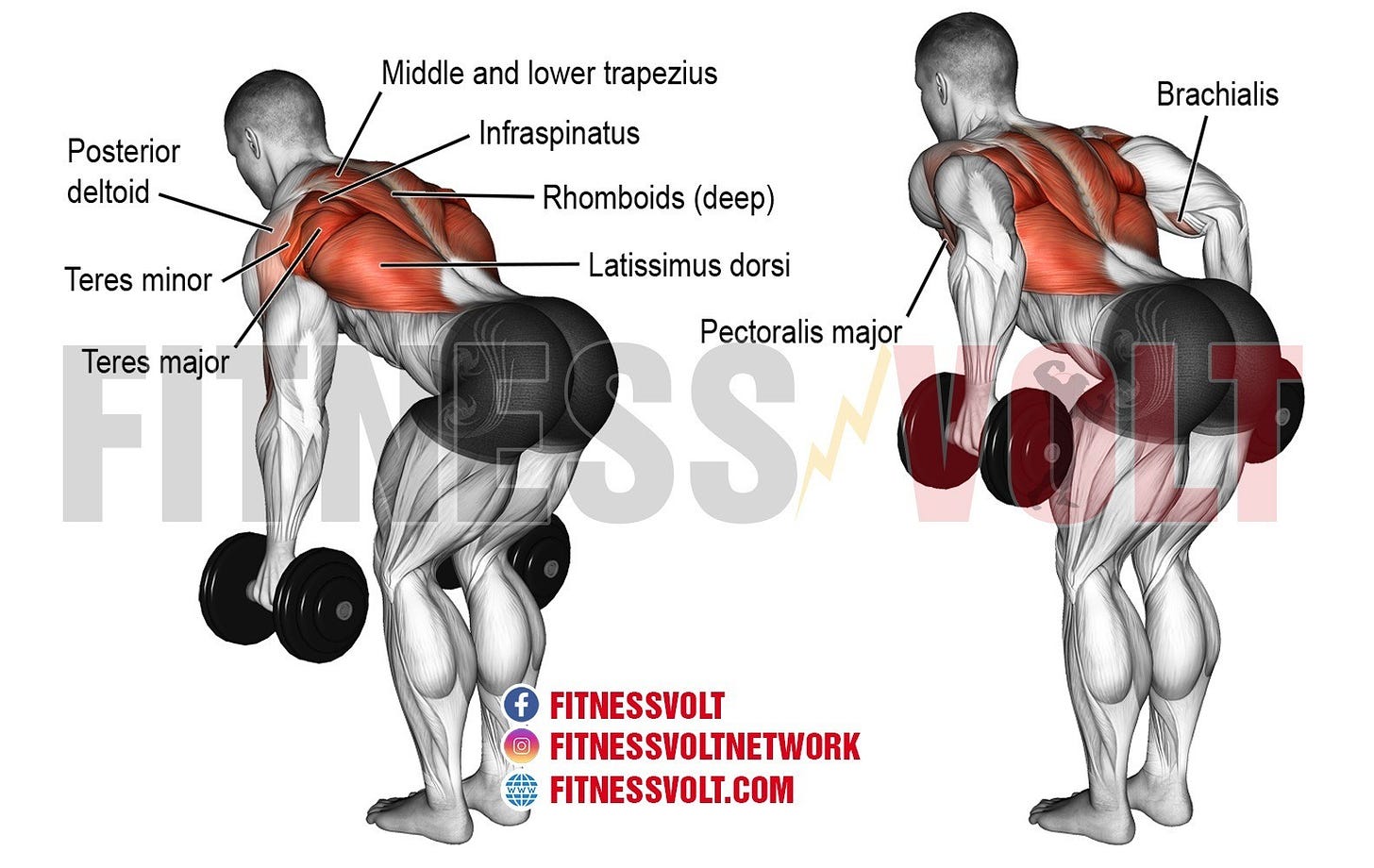 Bent-Over Two-Arm Dumbbell Row Guide and Videos – Fitness Volt