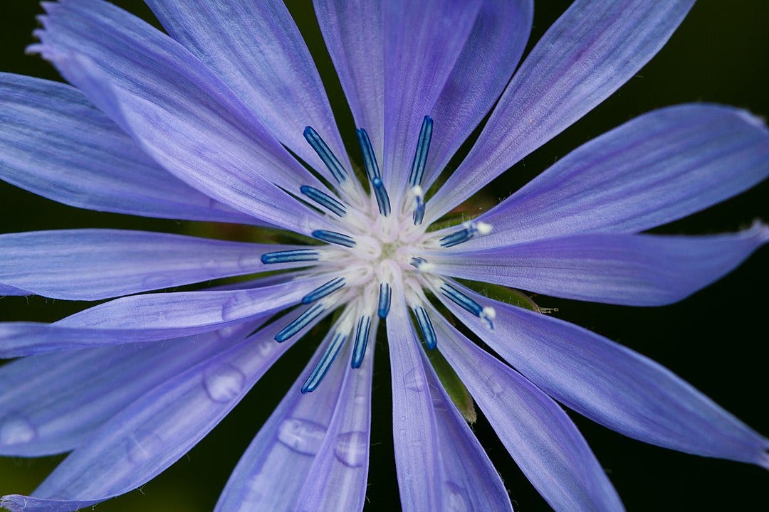 A close up of a chicory flower which has little blue tubes extruding from the middle and purple watercolor-esque flower leaves extending out. The leaves are long and narrow with a lengthwise grain.