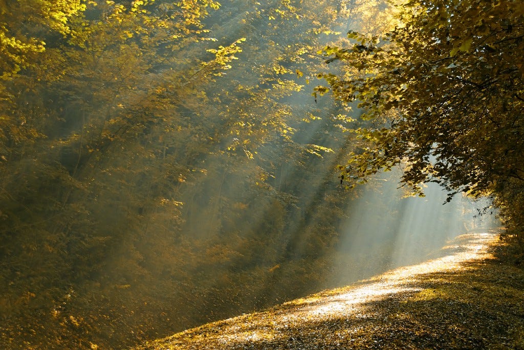 Dappled ray of light shining on a leafy path through the golden trees