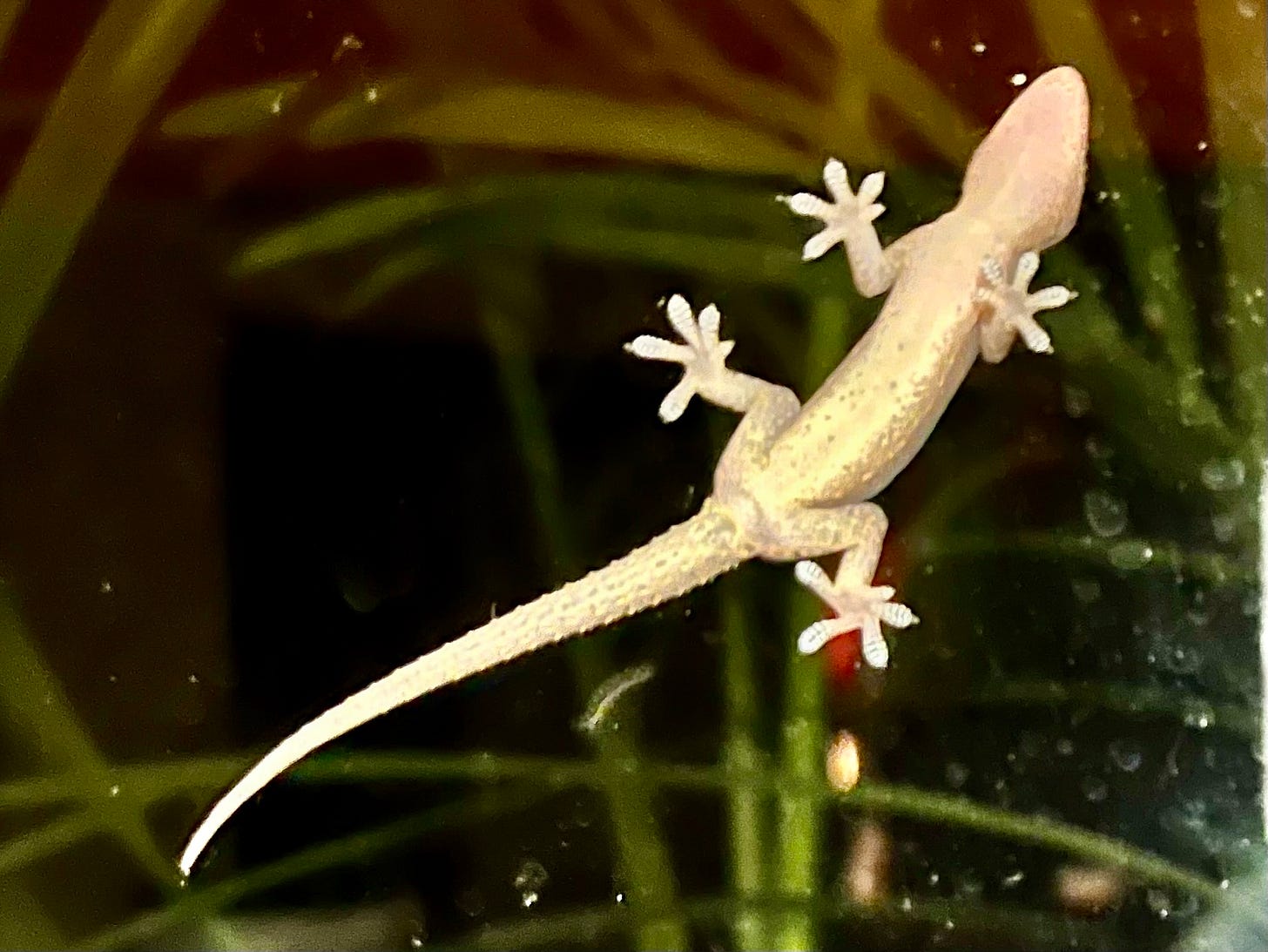 bottom of gecko seen through window
