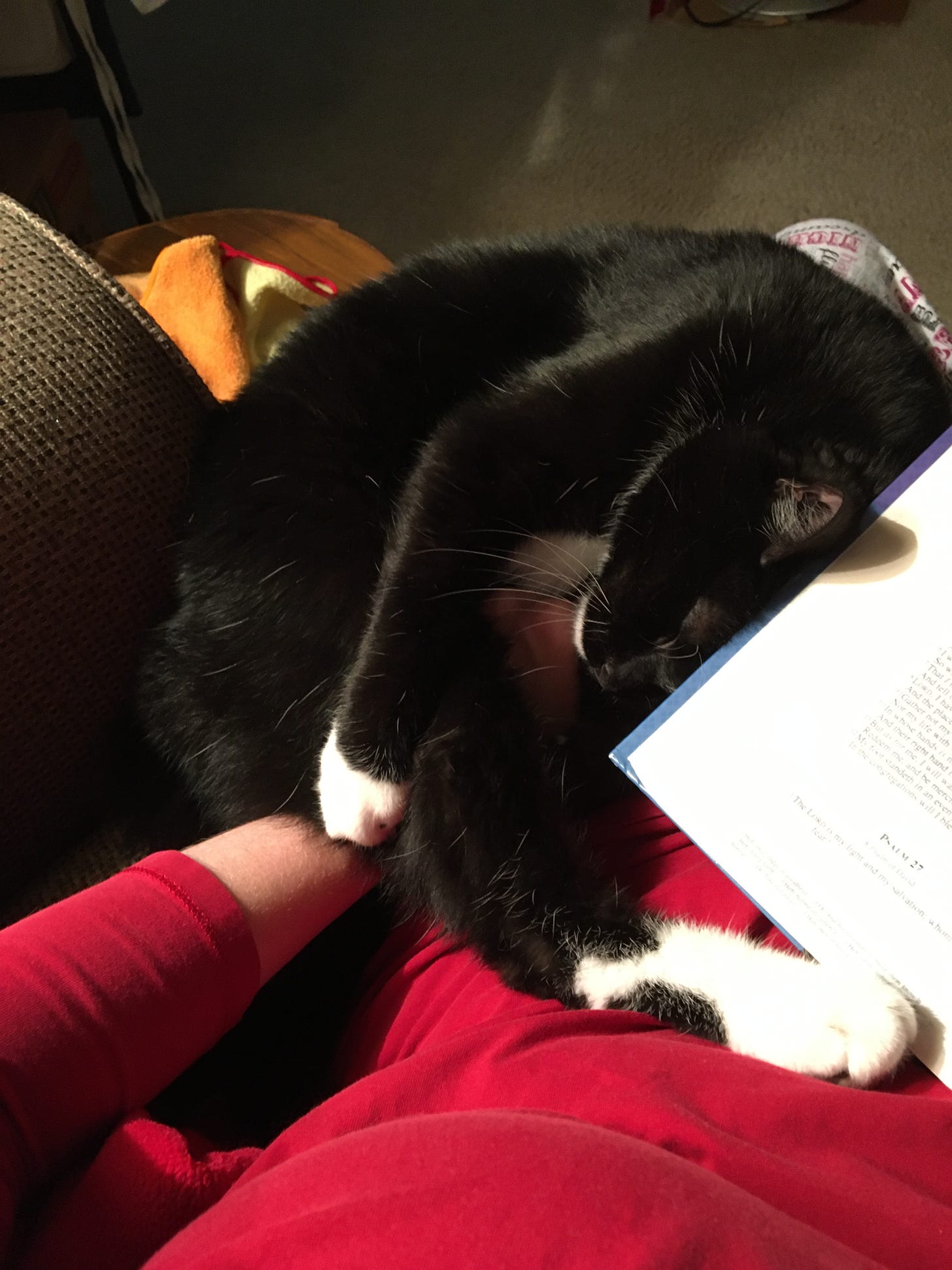 A black cat with white chin and paws curls up next to a large book with a person's hand against her belly.