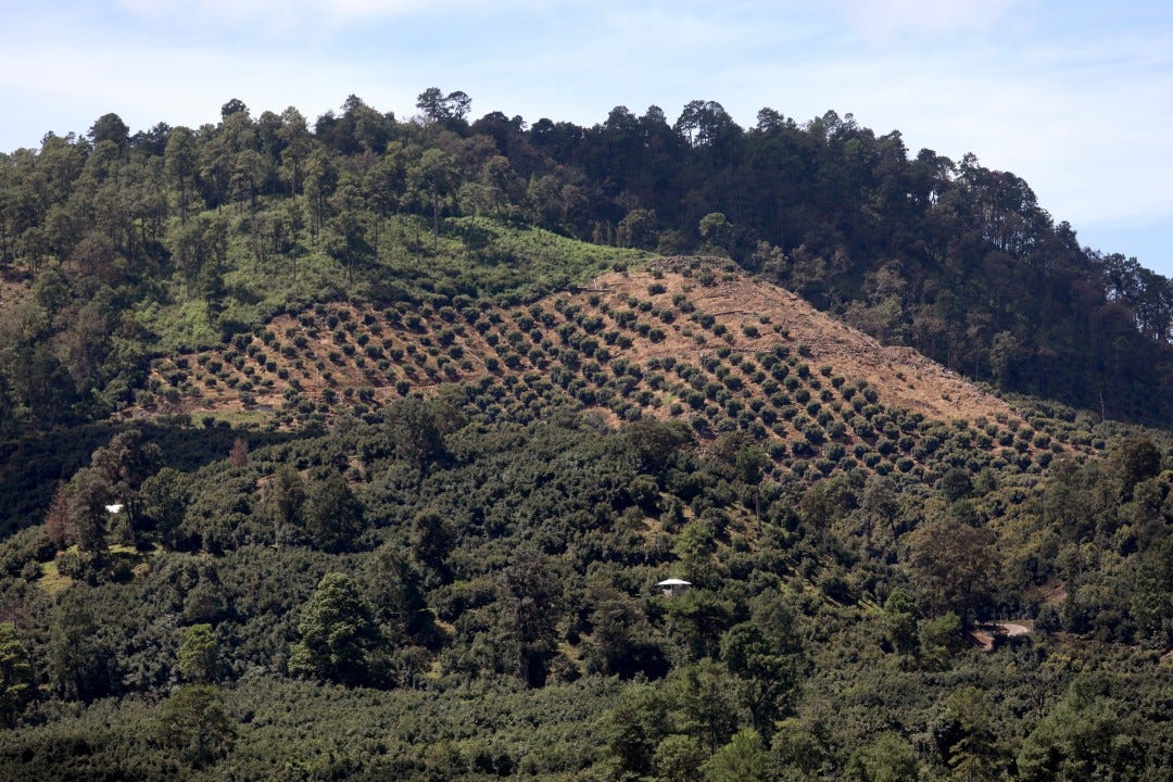 Deforestation for avocado farming 