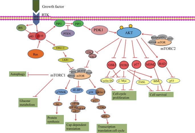 RETRACTED ARTICLE: Roles of the PI3K/AKT/mTOR signalling pathways in  neurodegenerative diseases and tumours | Cell &amp; Bioscience | Full Text