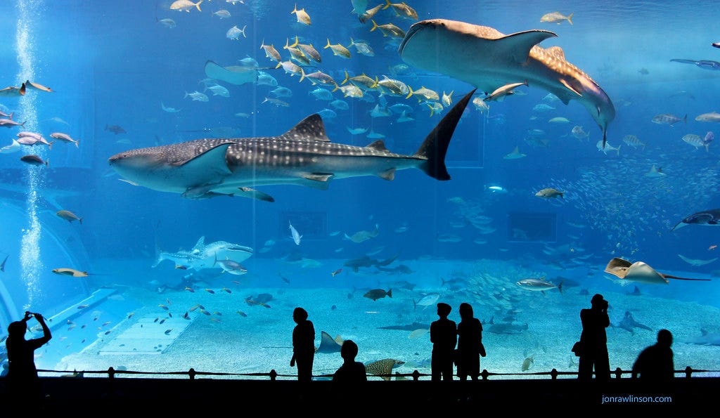 "Kuroshio Sea - 2nd largest aquarium tank in the world" by jonrawlinson is licensed under CC BY 2.0