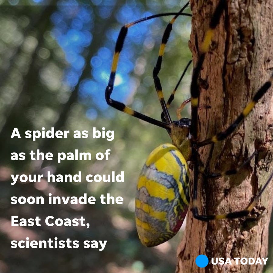 The predominately yellow spider, called the Joro spider, was first spotted in the U.S. in Georgia in 2013.