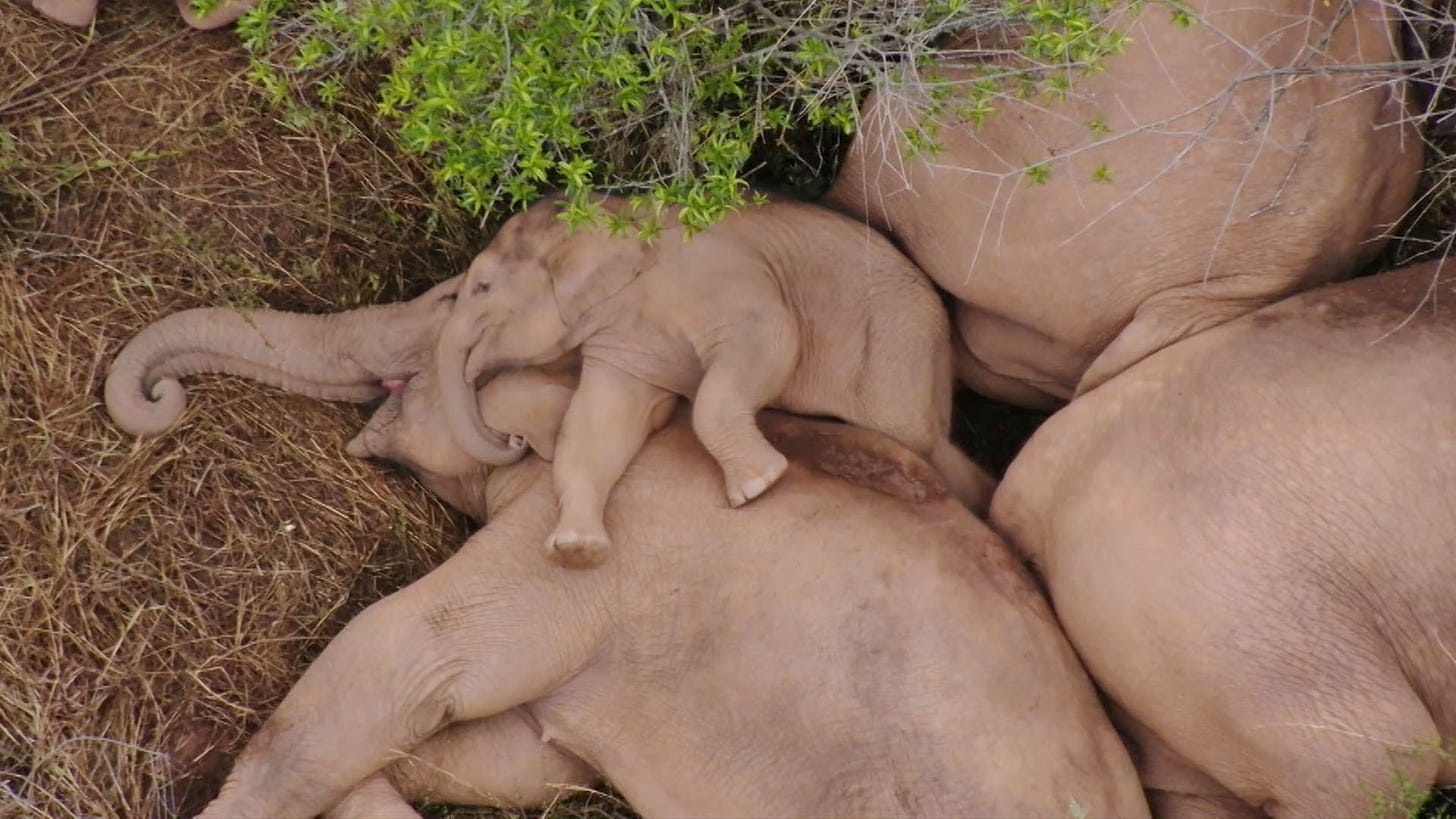 sleeping elephants