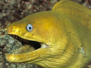 Why are eels slippery? | HowStuffWorks