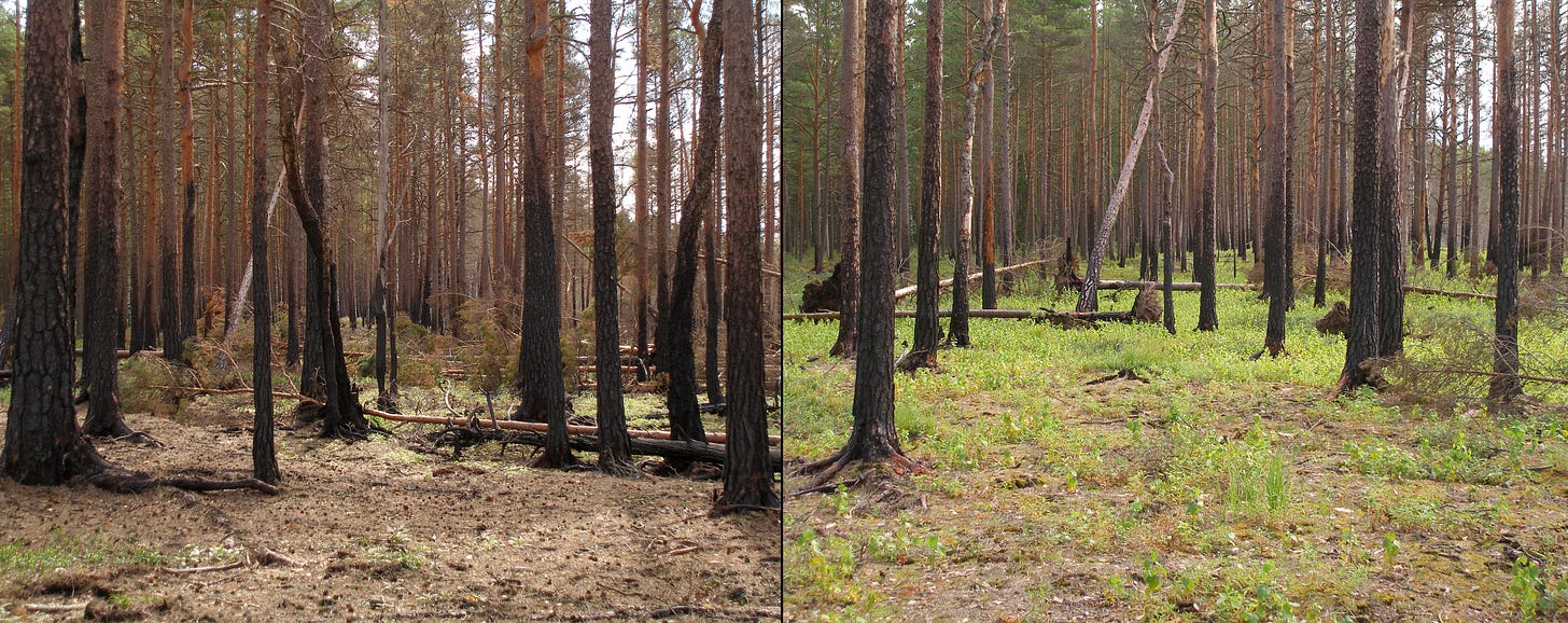 File:Boreal pine forest after fire.JPG - Wikimedia Commons