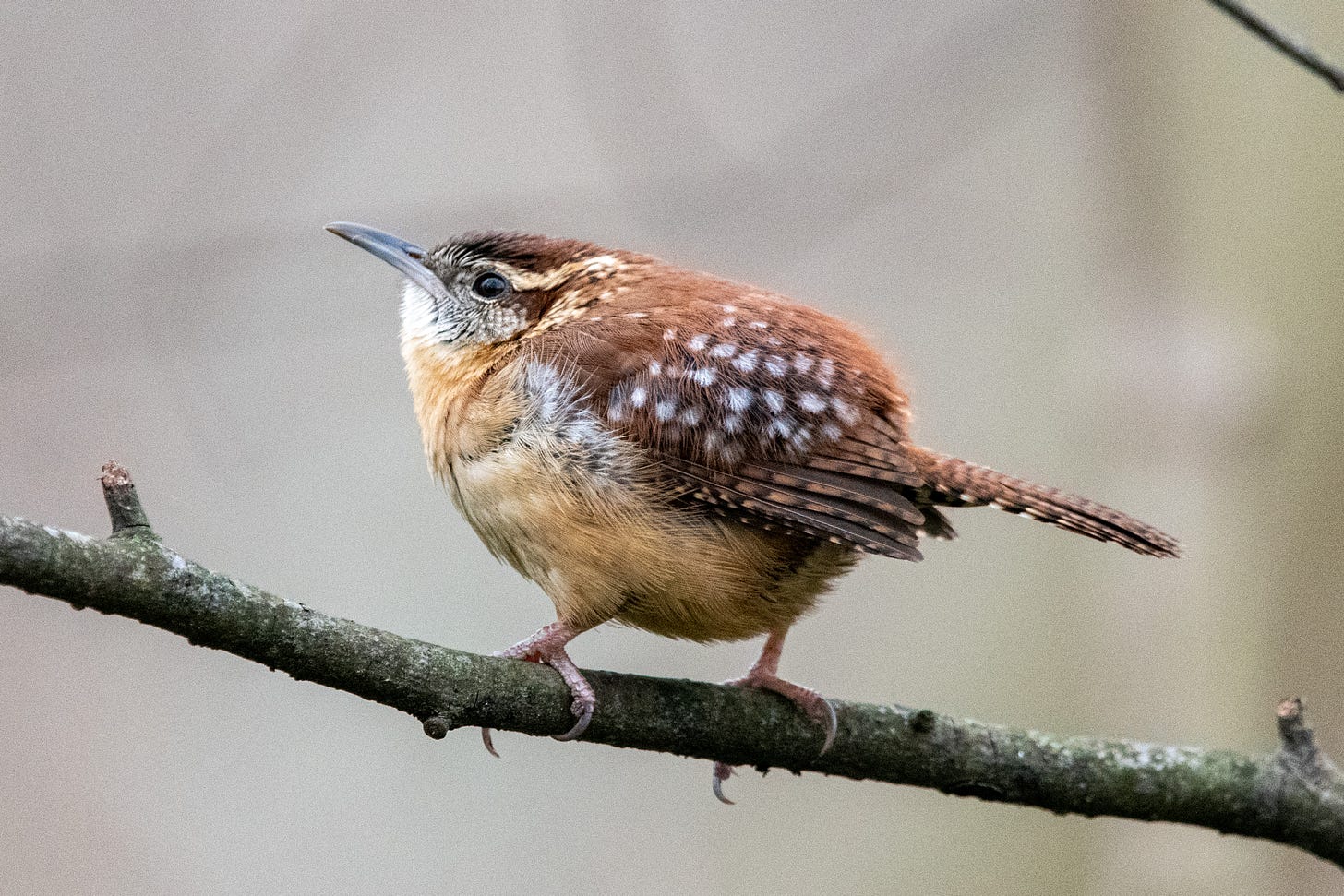 A Carolina wren in profile, its fawn-like spots salient, its shoulders hunched as it looks up