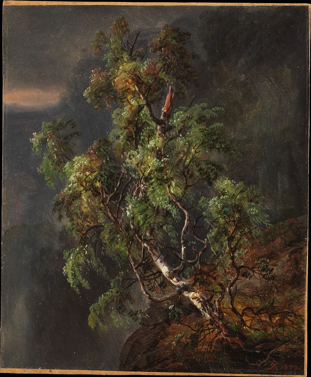 Johan Christian Dahl, Birch Tree in a Storm, 1849, oil on paper: New York, Metropolitan Museum of Art