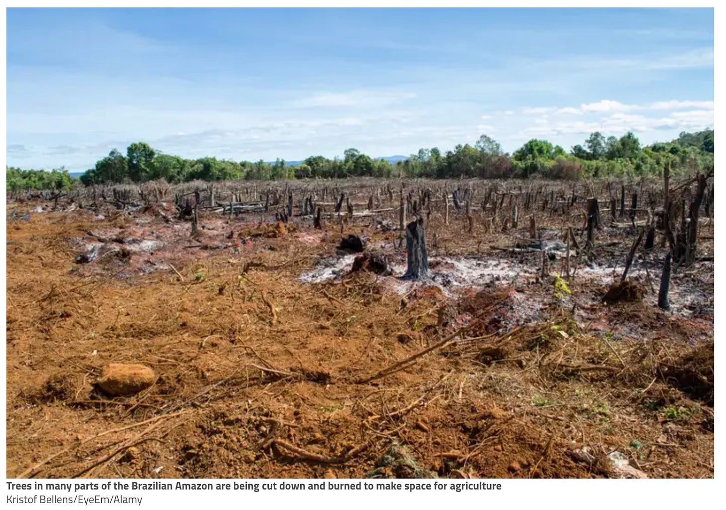 Trees in many parts of the Brazilian Amazon are being cut down and burned to make space for agriculture  Kristof Bellens/EyeEm/Alamy
