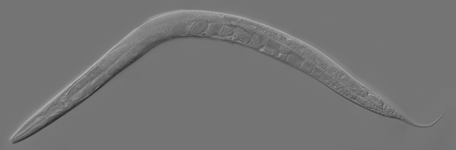Caenorhabditis elegans - Wikipedia, la enciclopedia libre