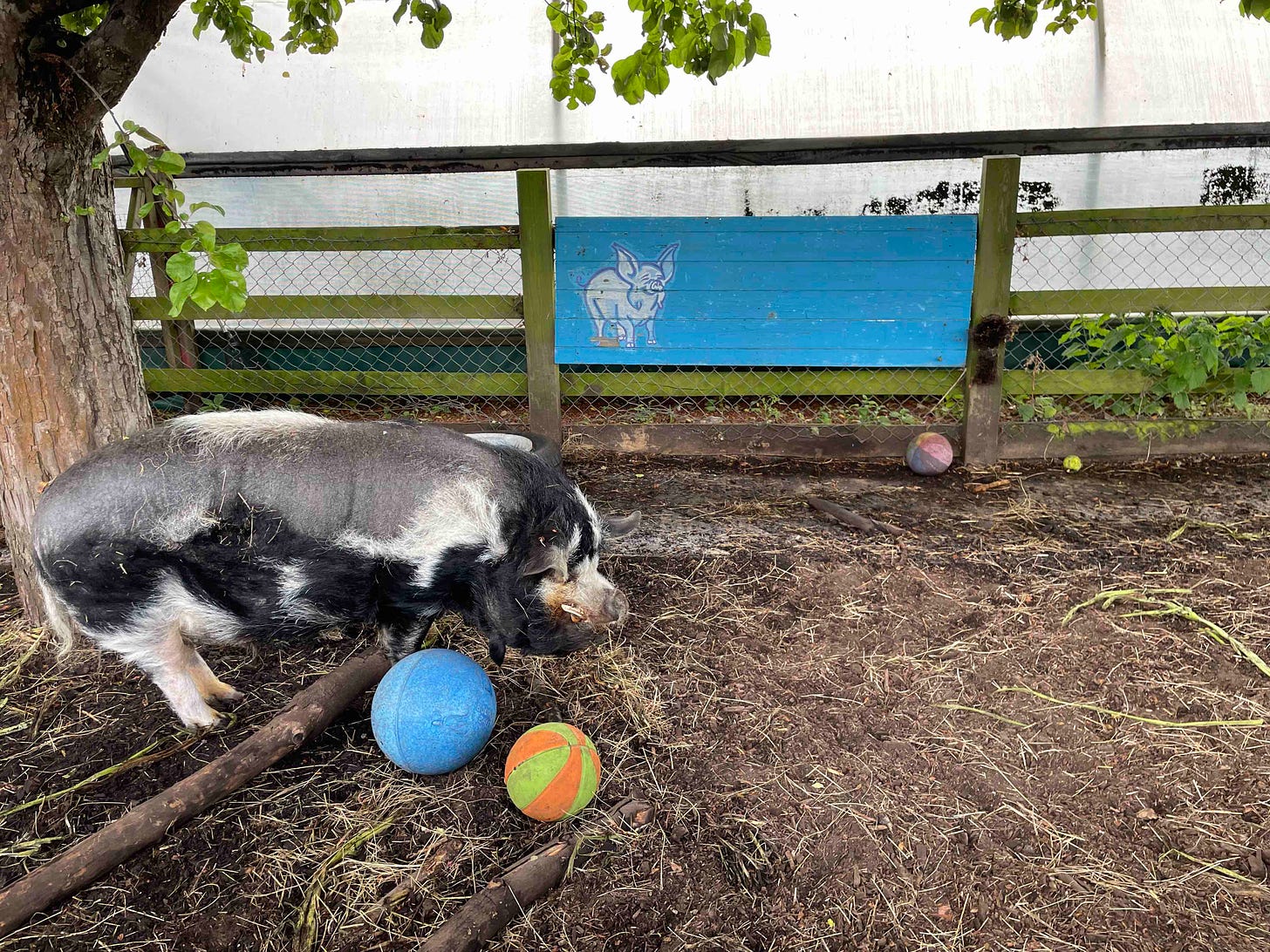 Colour photo of Holmes the pig at Spitalfields City Farm in his pen and with three balls near him, there's a blue-painted sign in the background with a white pig painted on it