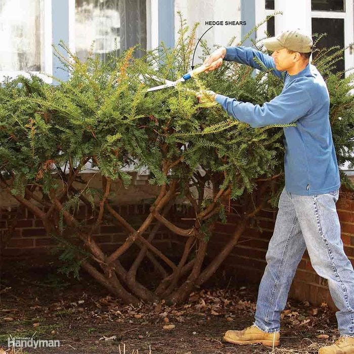 Bush Pruning Tips for Healthier Bushes | Family Handyman