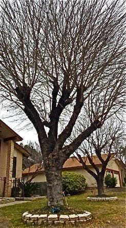 Weak tree branches