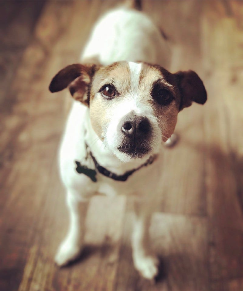 A Jack Russell Terrier looks toward the camera.