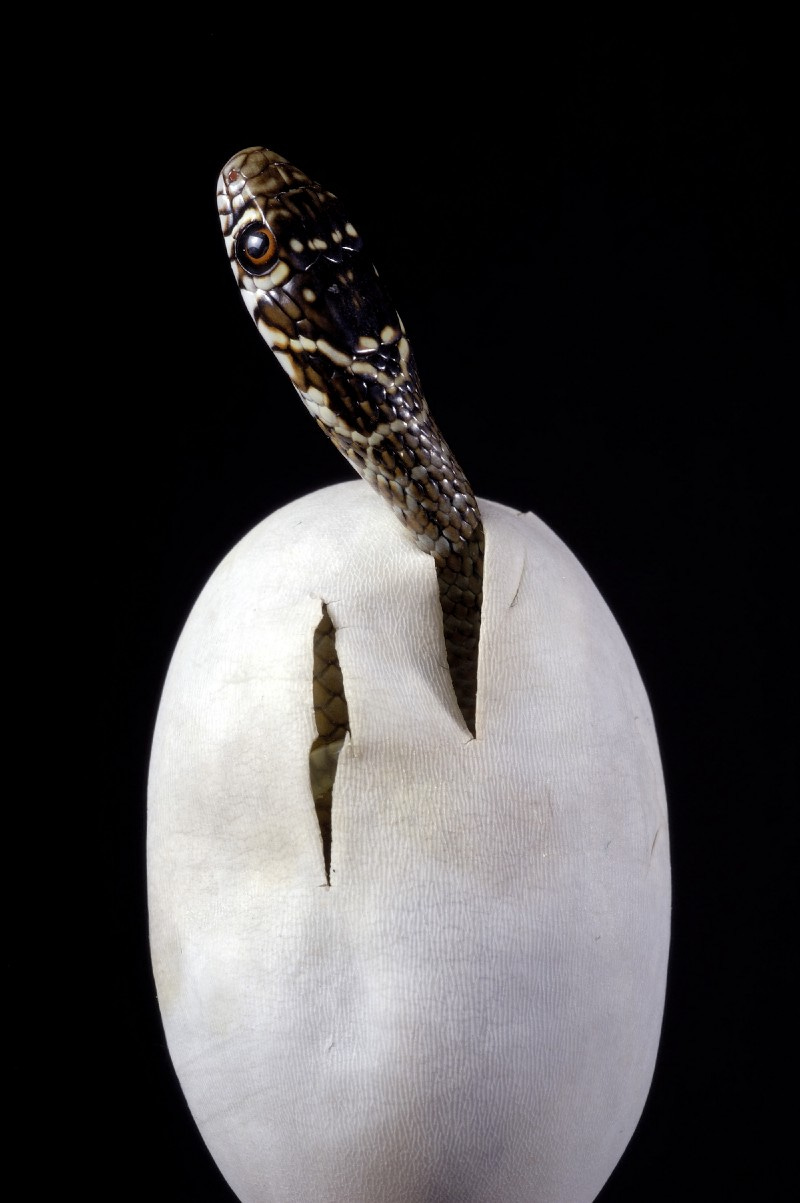 snake hatching from egg.