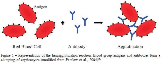 hematology - Why does Anti-A antibodies make type-A blood type clump? - Biology Stack Exchange